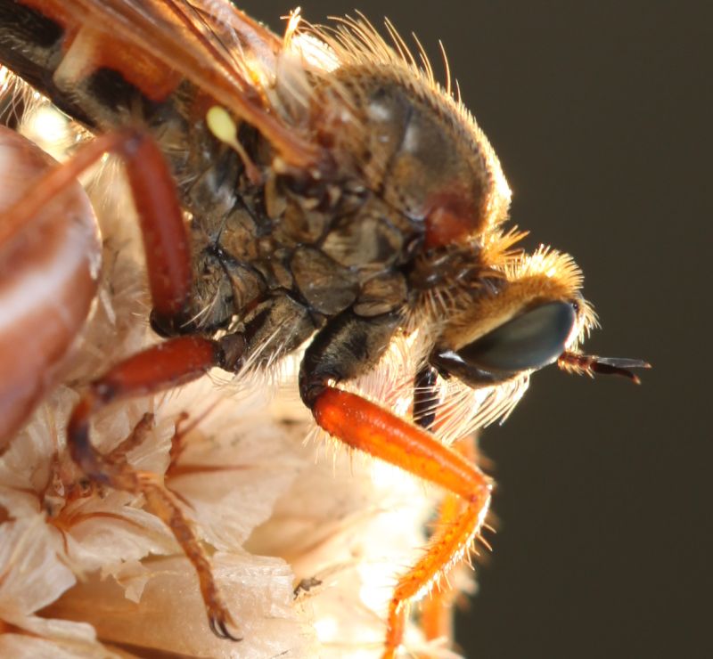 Asilidae, verosimile Stenopogon sp.